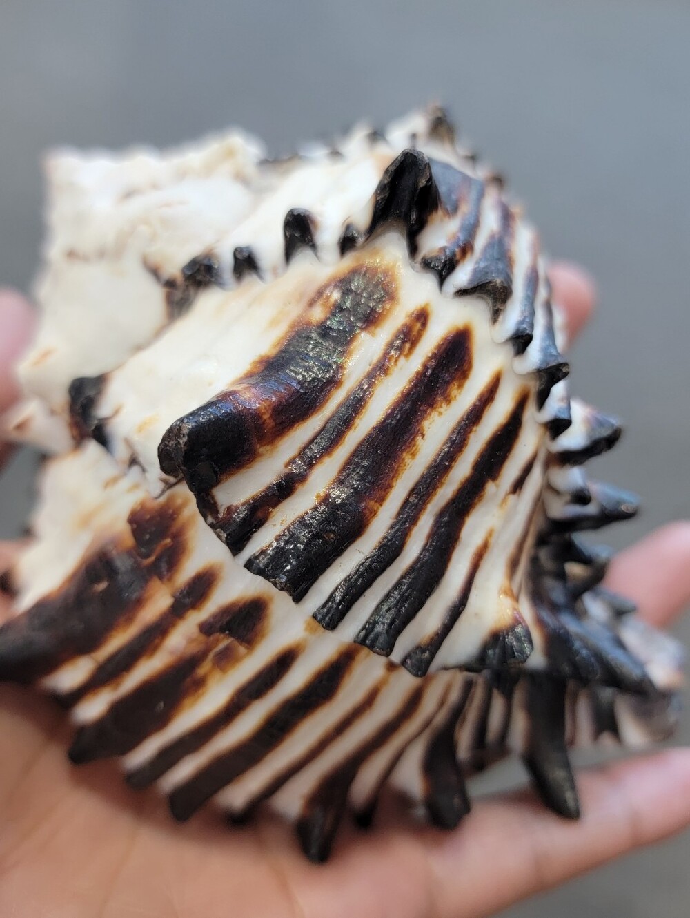 1pc Decorative Black and White Seashell